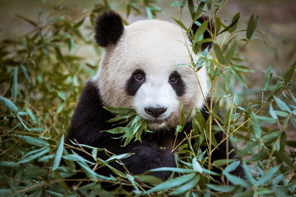 Лесной пожар в китайской провинции Сычуань угрожает большим пандам